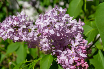 lilac flowers in the garden