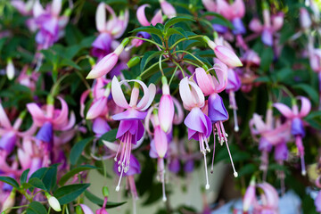 Close-up of fuchsia flowers