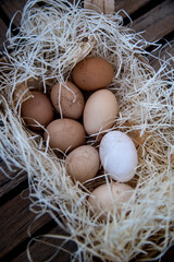 organic chicken eggs among shavings of a nest