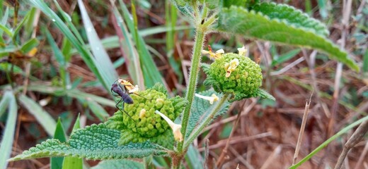 green fern in the forest
