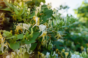 Blooming honeysuckle Bush near the house. White yellow Honeysuckle Graham Thomas in the garden, hedge in horticulture, natural background and a green fence with white flowers