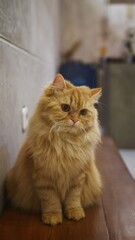an orange persian cat is sitting and daydreaming on a brown chair 