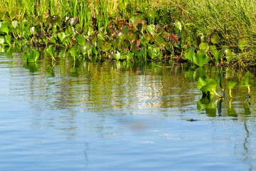 Camalote y pastizal en Esteros del Iberá, Corrientes, Argentina - Eichhornia crassipes