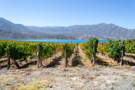 Vineyard - vi&ntilde;edo en Mendoza Argentina al pie de la monta&ntilde;a