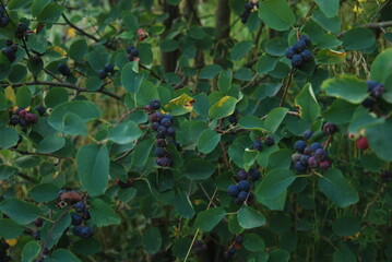 Fototapeta na wymiar blueberries on a bush