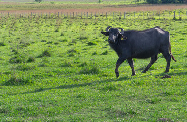 Búfalo en Esteros del Iberá, Corrientes, Argentina