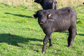 Búfalo en Esteros del Iberá, Corrientes, Argentina