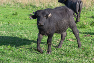 B&uacute;falo en Esteros del Iber&aacute;, Corrientes, Argentina