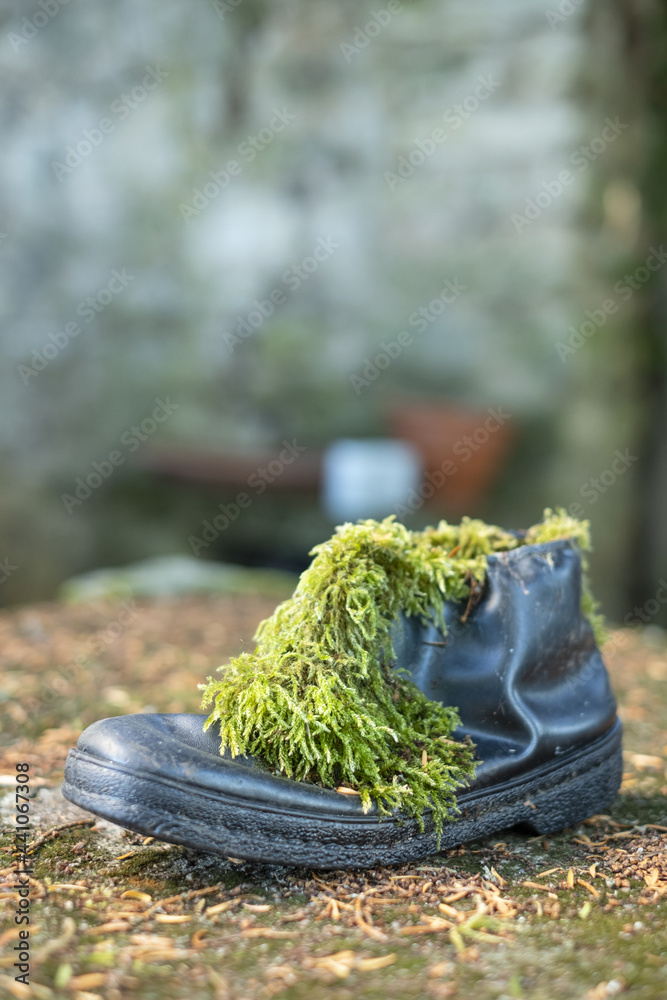 Sticker Vertical shot of green moss on a boot