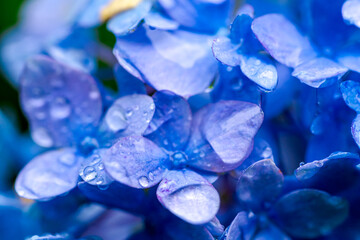 梅雨時期のアジサイ