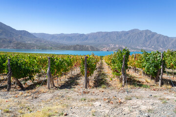 Fototapeta na wymiar Vineyard - viñedo en la provincia de Mendoza, Argentina