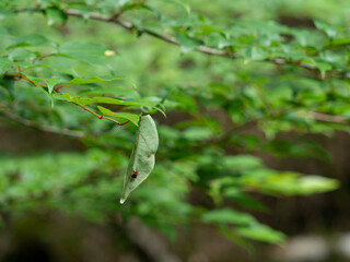 チャイロチョッキリ