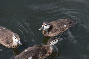 young wood ducks (aix sponsa) swimming on pond
