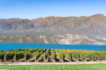 Vineyard - viñedo en la provincia de Mendoza, Argentina