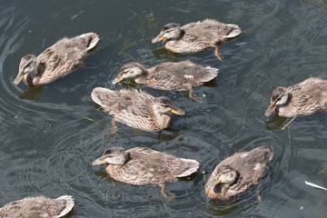 young wood ducks (aix sponsa) and mallard or wild ducks swimming on pond