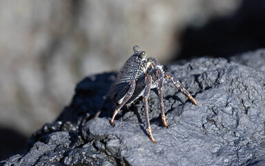 crab spider on a rock