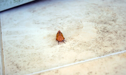 A spiny oakworm moth stand motionless on a dirty table in Missouri. Bokeh effect.