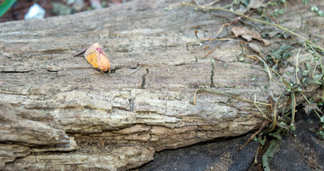 This pretty spiny oakwood moth rests peacefully on an old rotting log in southwest Missouri. Bokeh effect.