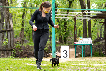 Naklejka na ściany i meble Young woman owner with protective mask runs with funny little puppy on leash taking part in dog show in green spring park