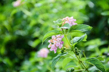  lantana camara flower in nature garden