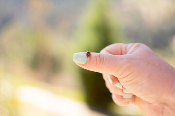 Ladybug perched on a woman's hand on a sunny day