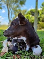 calf in the field