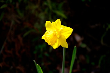 ラッパスイセン
