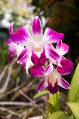 Fototapeta na wymiar purple orchid flower in nature garden