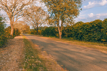 Naklejka premium road in autumn