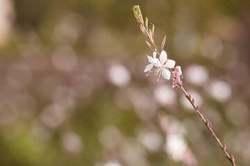 Garden tropical minimalist flowers in sunny day. Elegant arrangement. Decorative outside. High quality photo