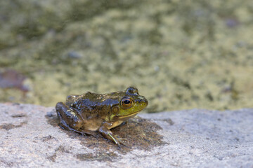 Juvenile bullfrog resting on rock by pond