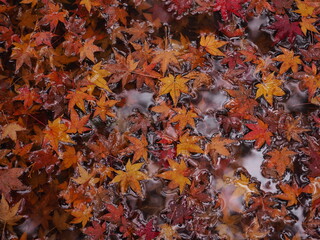 水の中に落ちた紅葉