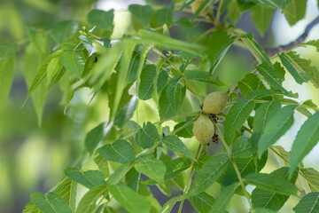 Black walnut tree fruit and leaves