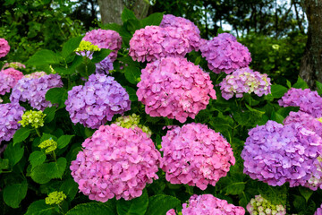 日出のアジサイ