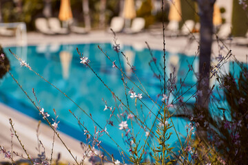 Summer pool and palms arrangement background. Tropical paradise. Summer background. High quality photo