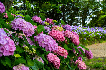 日出のアジサイ