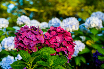 長崎鼻のアジサイ