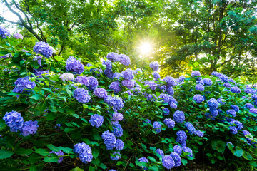 長崎鼻のアジサイ