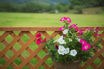 ペチュニアを使ったガーデニング
