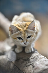 Sand cat in a zoo
