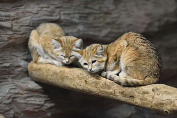 Obraz premium Sand cat in a zoo
