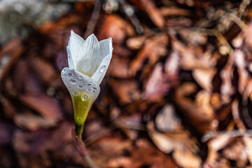 Flor silvestre en la sierra, impregnada del rocío de la mañana