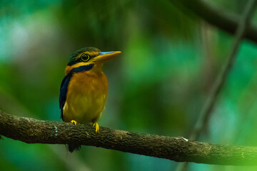 Rufous-collared Kingfisher on branch in nature.