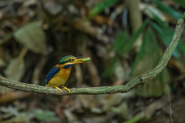 Rufous-collared Kingfisher hold the prey to feed the baby on branch in nature.