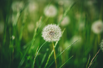 fluffy one faded dandelion on a sunny day in a green field