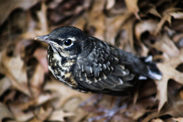 The Baby Robin