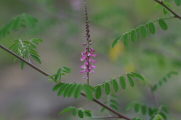 コマツナギの花