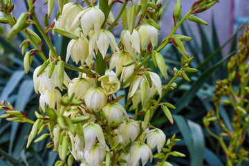 Yucca plant .white exotic flowers with long green leaves and white flowers background