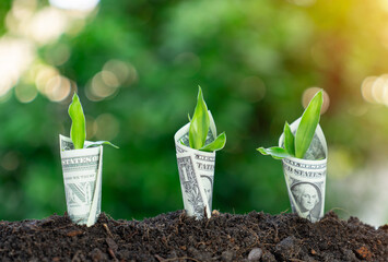 Dollar bill plant growth from ground.
