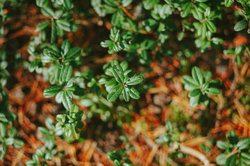 lingonberry leaves in nature on forest background